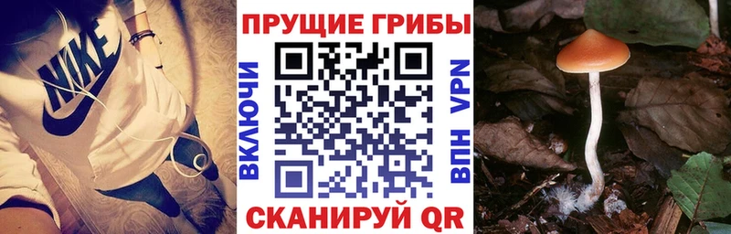 Галлюциногенные грибы мицелий  купить наркотик  Киренск 